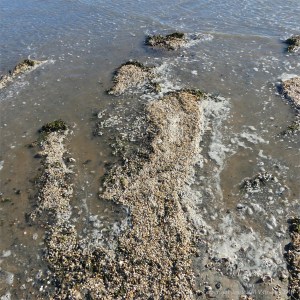 Mostly tiny cockle shells washed up on the strandline en masse