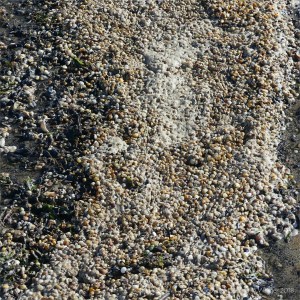 Mostly tiny cockle shells washed up on the strandline en masse