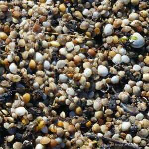 Mostly tiny cockle shells washed up on the strandline at Swansea Bay