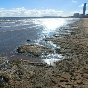 Tiny cockles en masse washing ashore