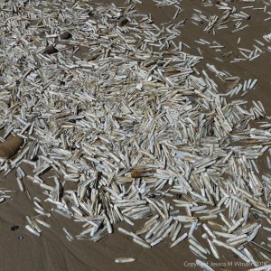 Pharus legumen shells washed ashore