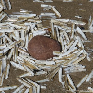 Pharus legumen shells around a beach stone