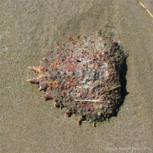 Spider crab moulted carapace