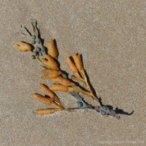 Bladder wrack washed ashore
