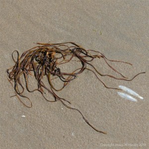 Thong weed washed ashore