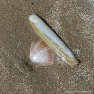 Rayed trough shell and Pharus legumen