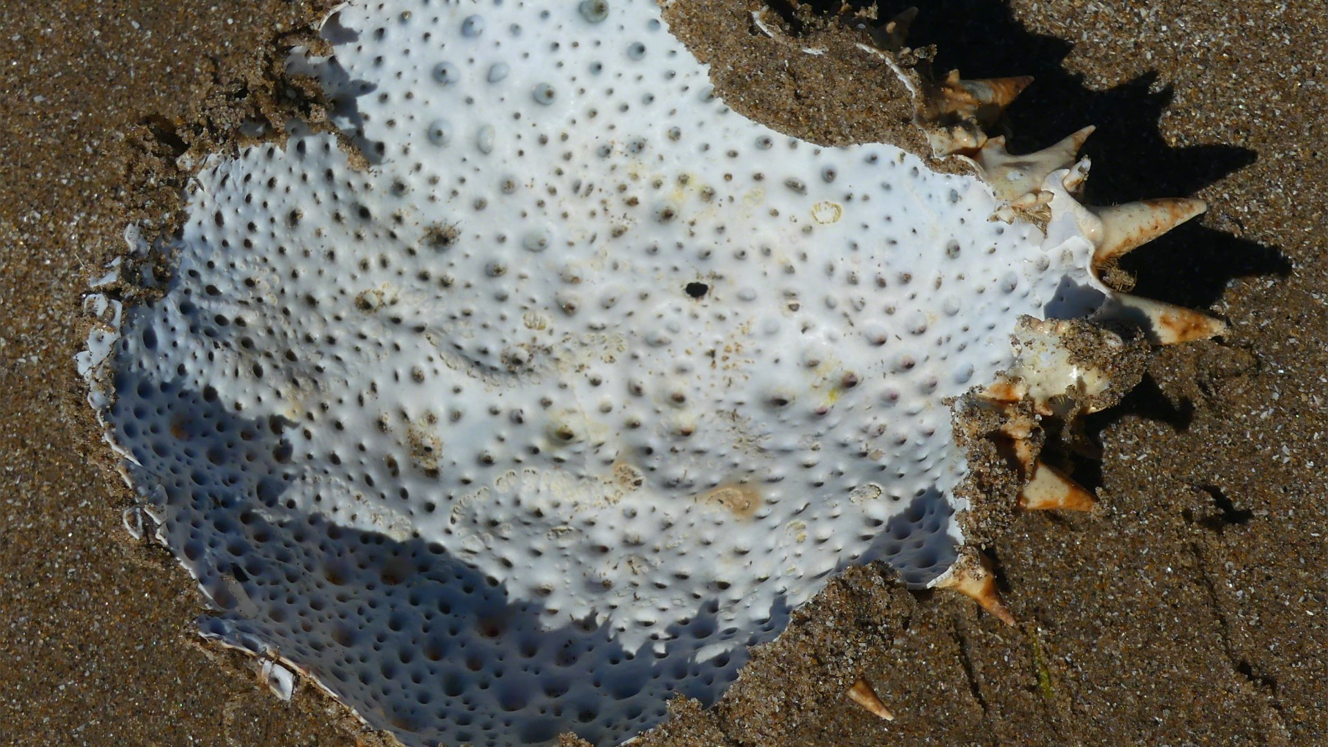 Spider crab moulted carapace