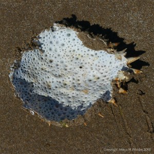 Spider crab moulted carapace