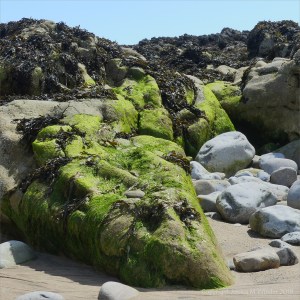 Algae-covered seaside rocks