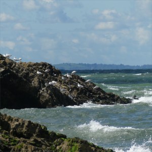 Gulls gathered on seaside rocks