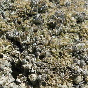 Successive generations of barnacles on rocks