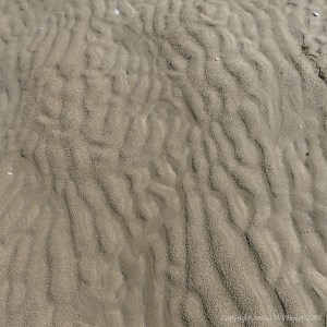 Rain-pocked wet sand ripples