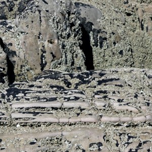 Natural pattern in rock with lichen and barnacles
