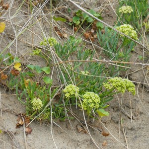 Rock samphire growing on the dunes