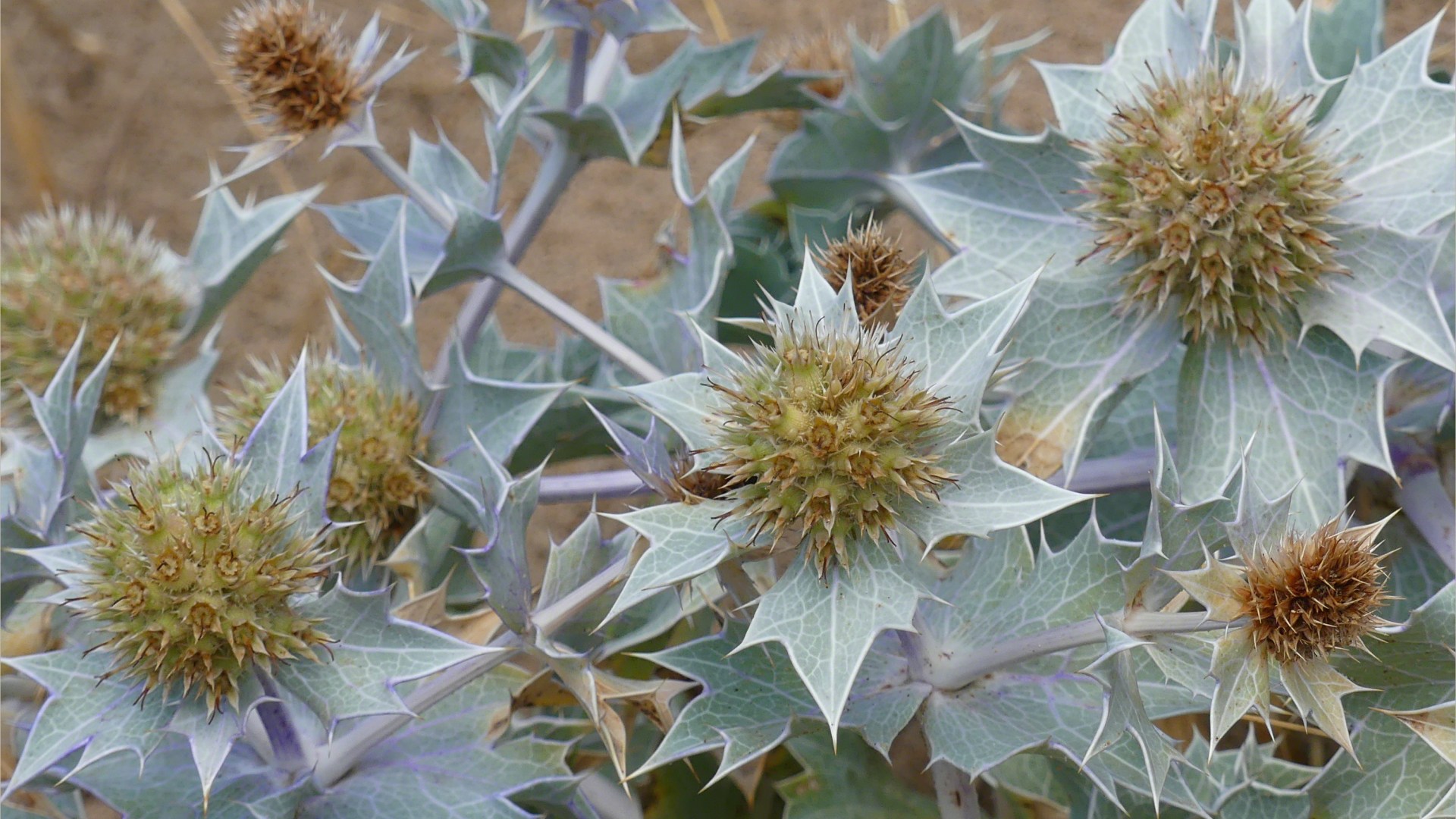 Sea Holly growing in the dunes