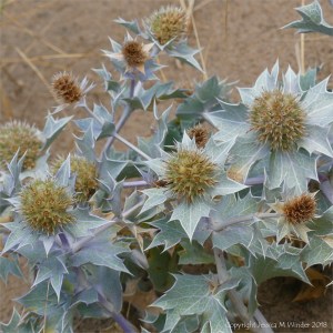 Sea Holly growing in the dunes