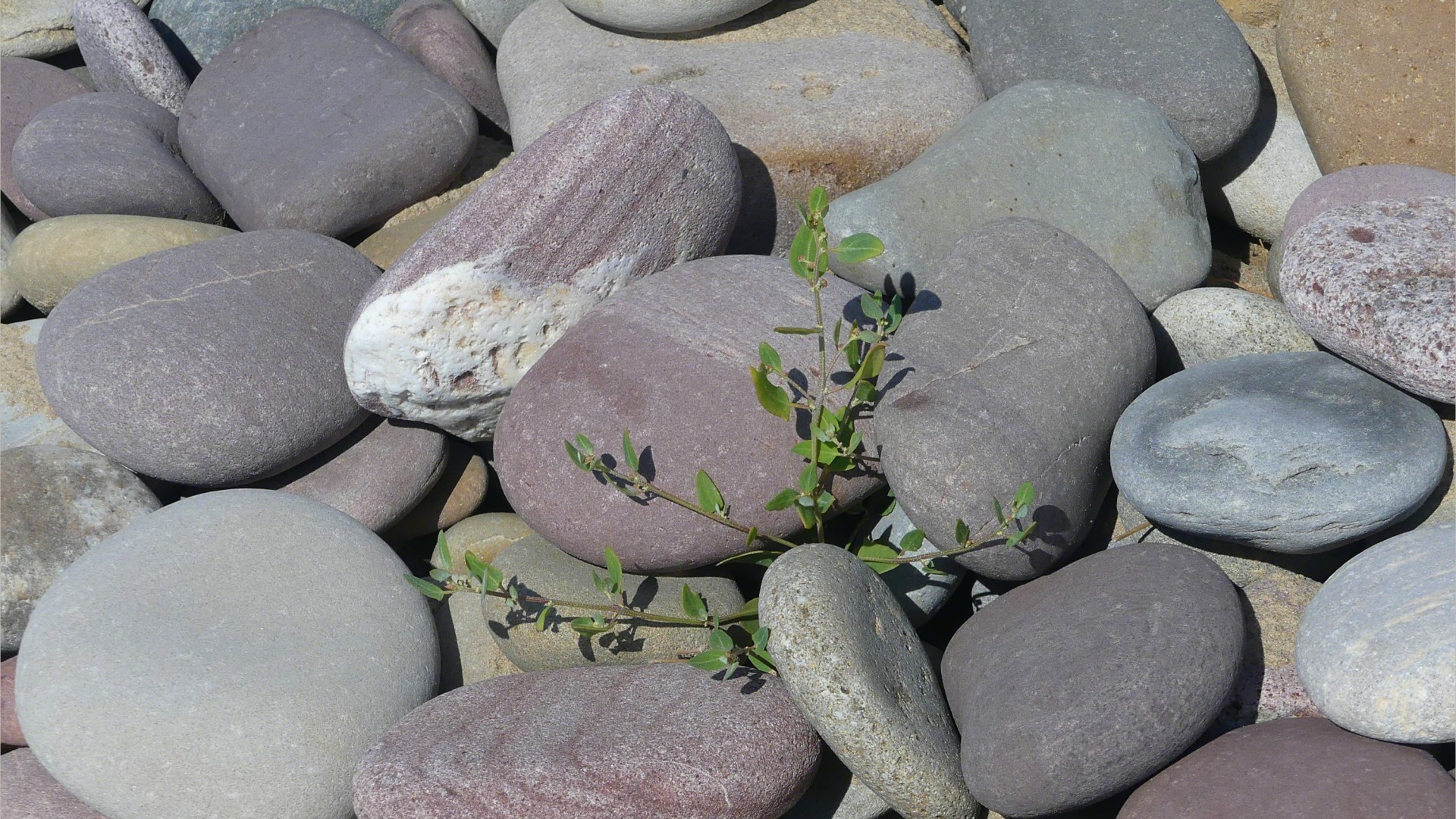 Pebbles on the beach
