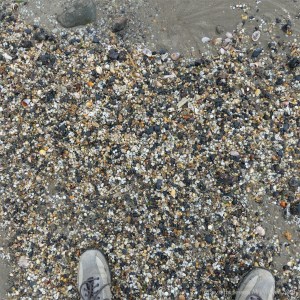Mostly tiny cockle shells washed up on the strandline en masse