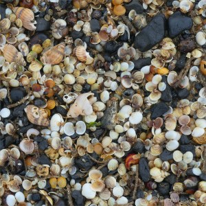 Mostly tiny cockle shells washed up on the strandline en masse
