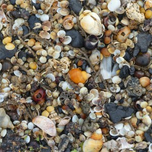 Mostly tiny cockle shells washed up on the strandline en masse