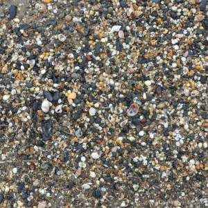 Mostly tiny cockle shells washed up on the strandline en masse