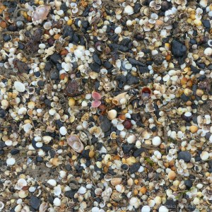 Mostly tiny cockle shells washed up on the strandline en masse