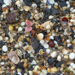 Mostly tiny cockle shells washed up on the strandline en masse