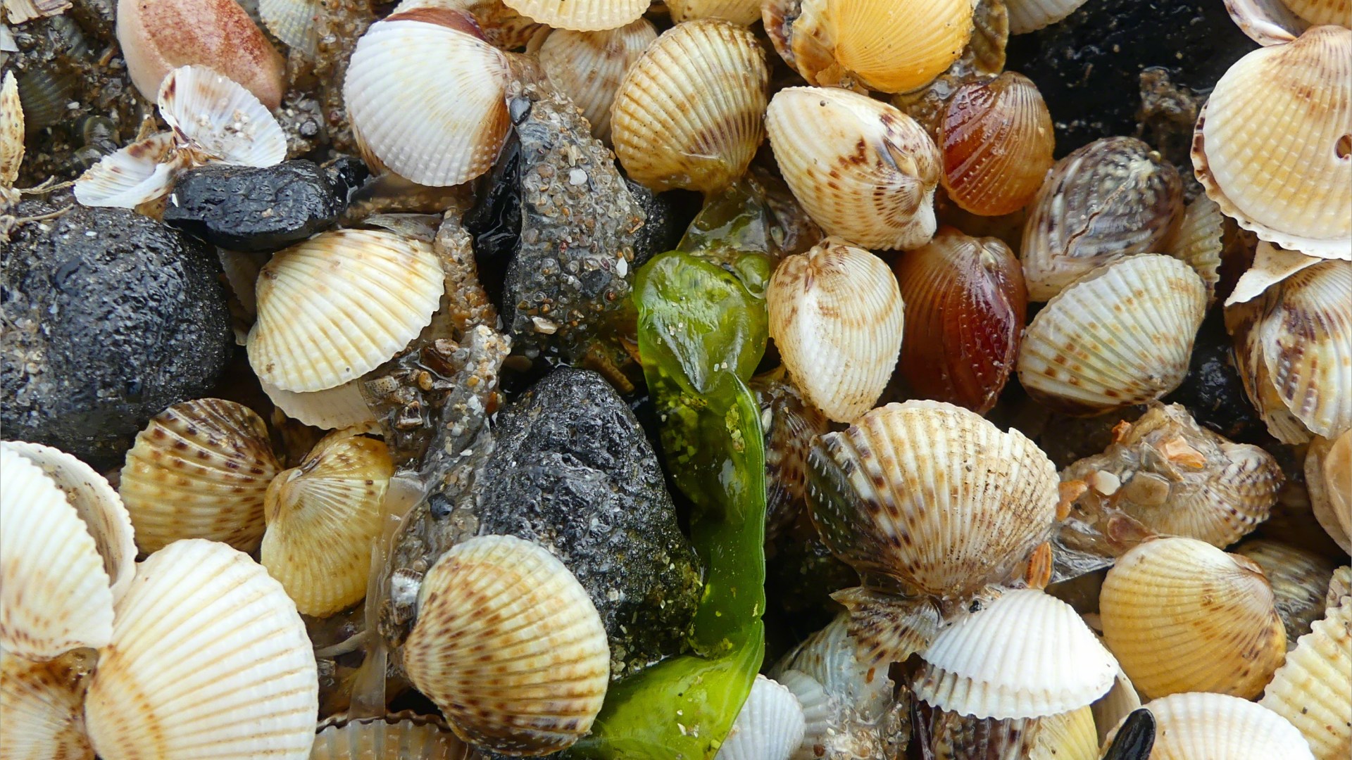 Close-up of mostly tiny cockle shells washed up on the strandline en masse