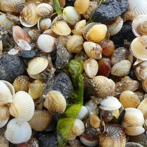 Close-up of mostly tiny cockle shells washed up on the strandline en masse