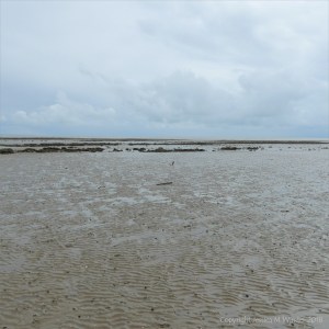 A small point of red in the low-tide mud