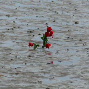 Red roses in the low shore mud