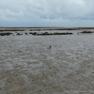 A small patch of red in the low-tide mud
