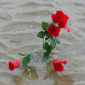 Red roses in the mud