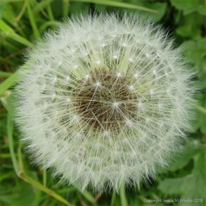 Dandelion clock picture