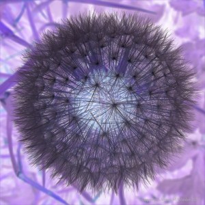 Dandelion clock picture