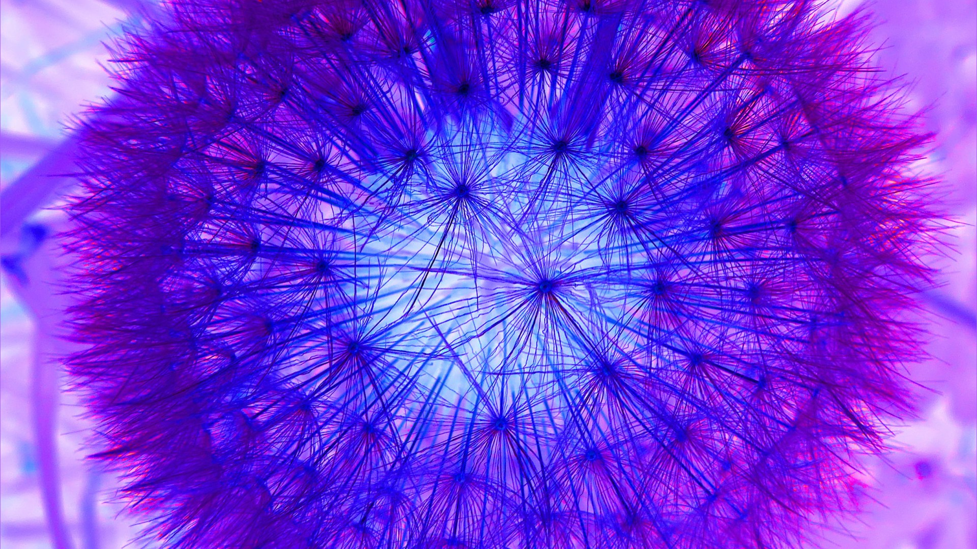 Dandelion clock picture