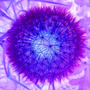 Dandelion clock picture