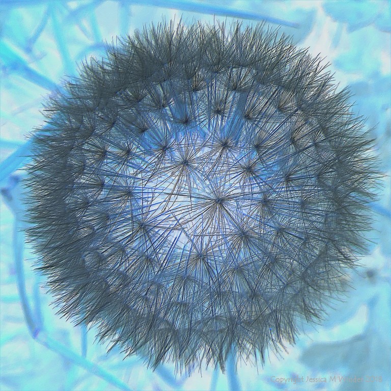 Dandelion clock picture
