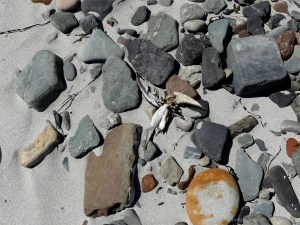 Beach stones with bird bones