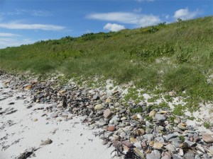 Pebble base to vegetated dunes at Newark Bay