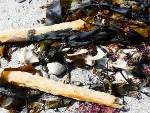 Broken kelp stems and bleached backbone on the seashore