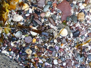 Shells, pebbles and shell sand near the slipway at Newark Bay in Orkney