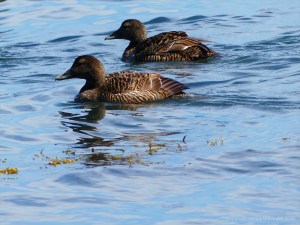 Eider ducks