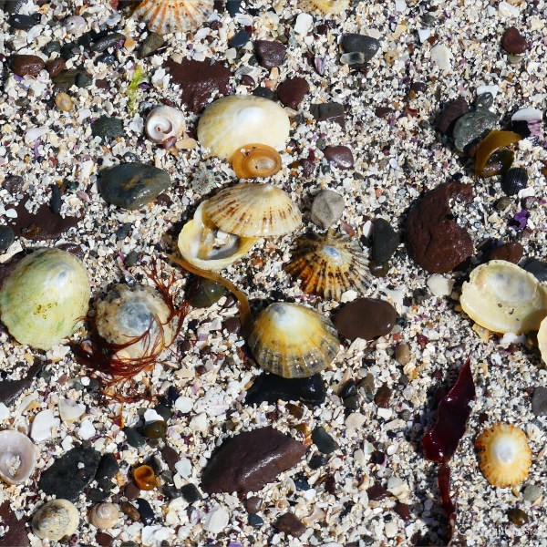 Limpet shells and shell sand at Newark Bay