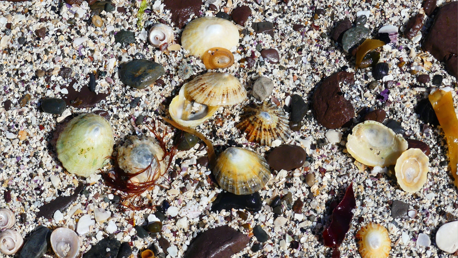 Limpet shells and shell sand at Newark Bay