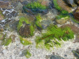 Seaweed and stones at the water's edge