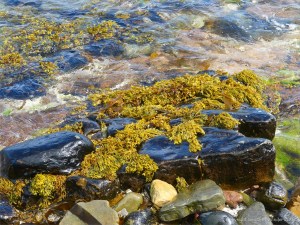 Seaweed and lichen on waterside rocks