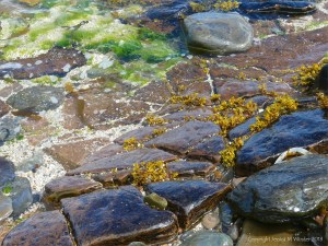 Waterside rocks at Newark Bay in Orkney