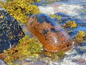 Black lichen and yellow seaweeds on orange boulders at Newark Bay