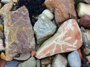 Natural patterns in beach stones at Newark Bay